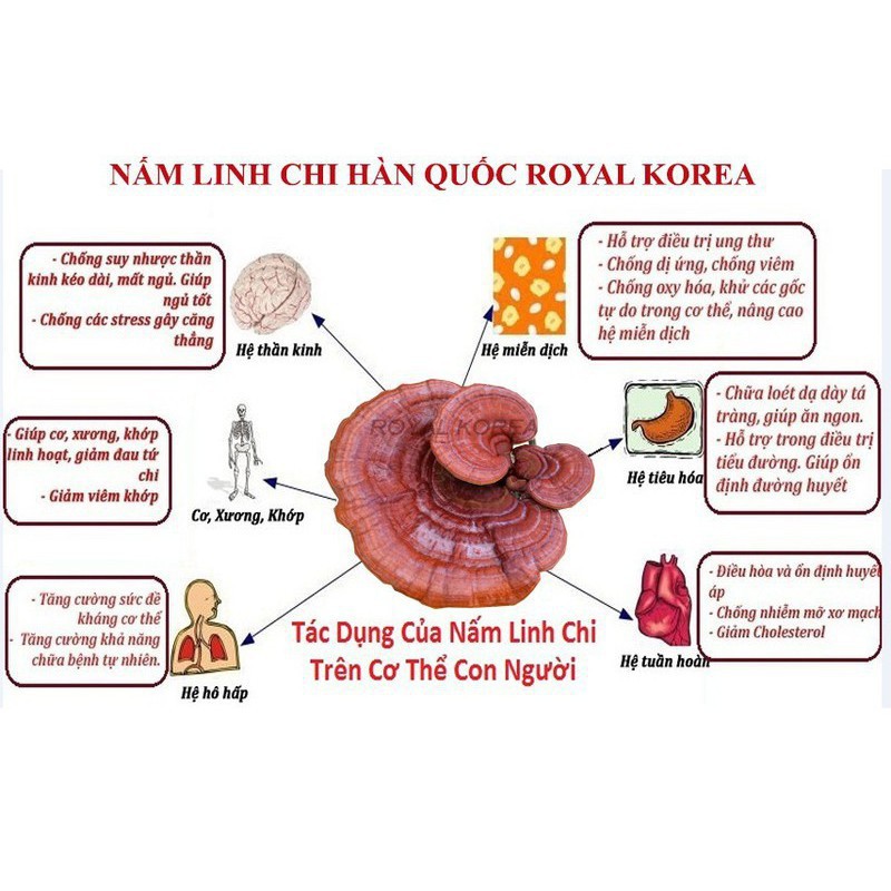 [Xách tay] Nấm linh chi tai đỏ 6 năm tuổi Hàn Quốc, Túi 1kg