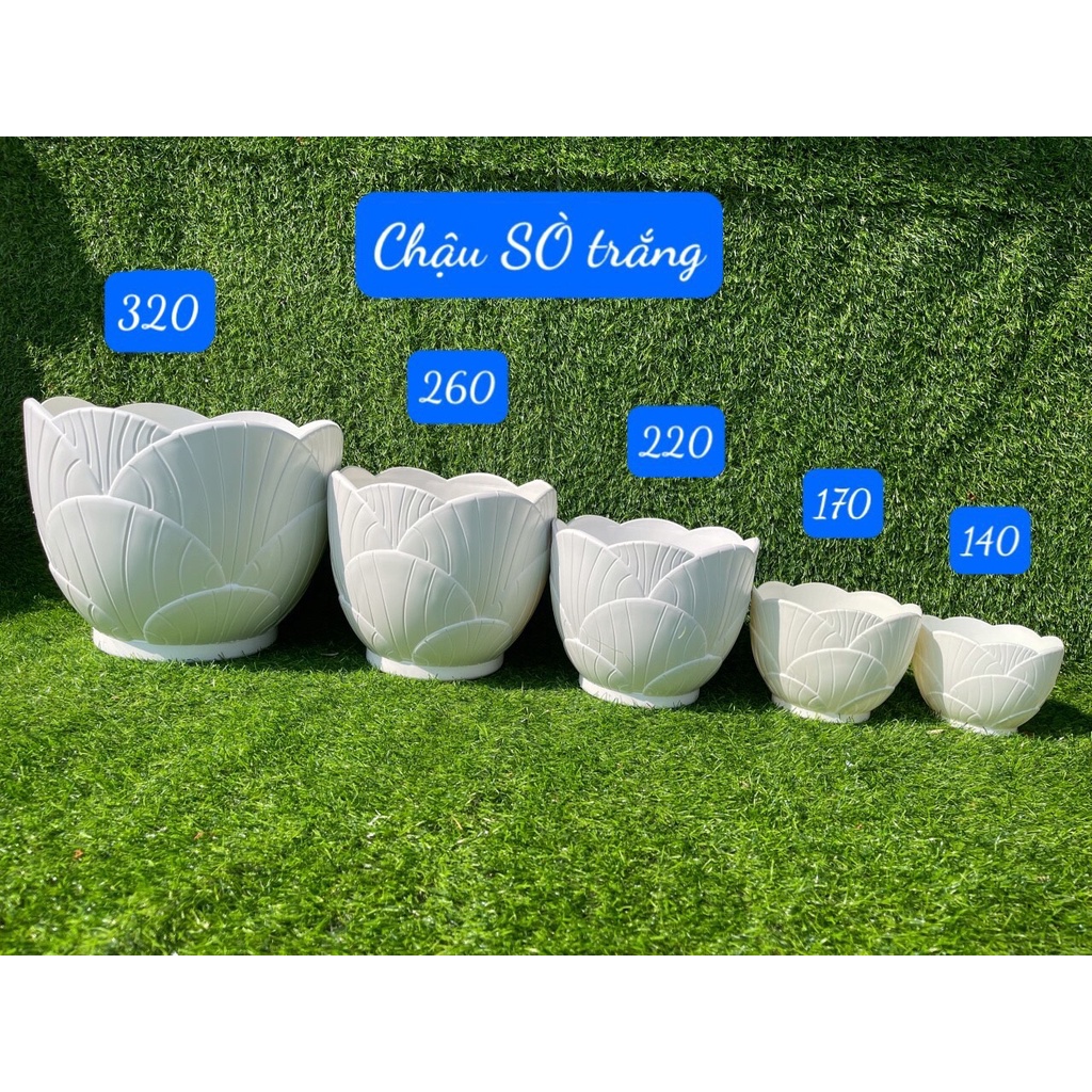 Chậu nhựa Sò trắng đk 14,22,26cm nhựa dày cao cấp