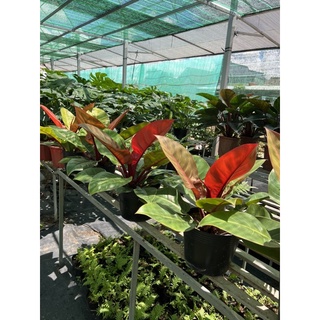 Cây trầu bà đế vương đỏ