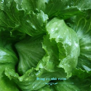 [Hạt giống Việt] _ Hạt giống xà lách Minetto