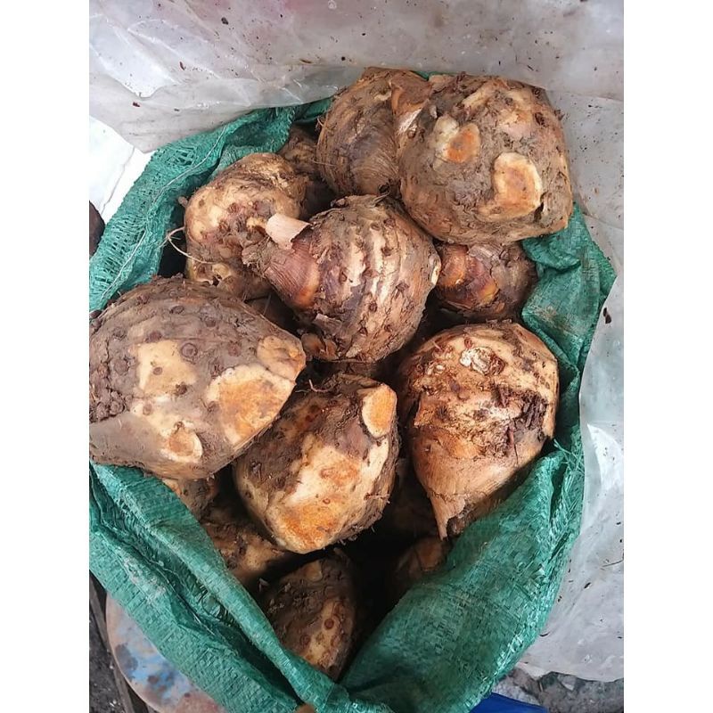 2kg Nghệ độc thân