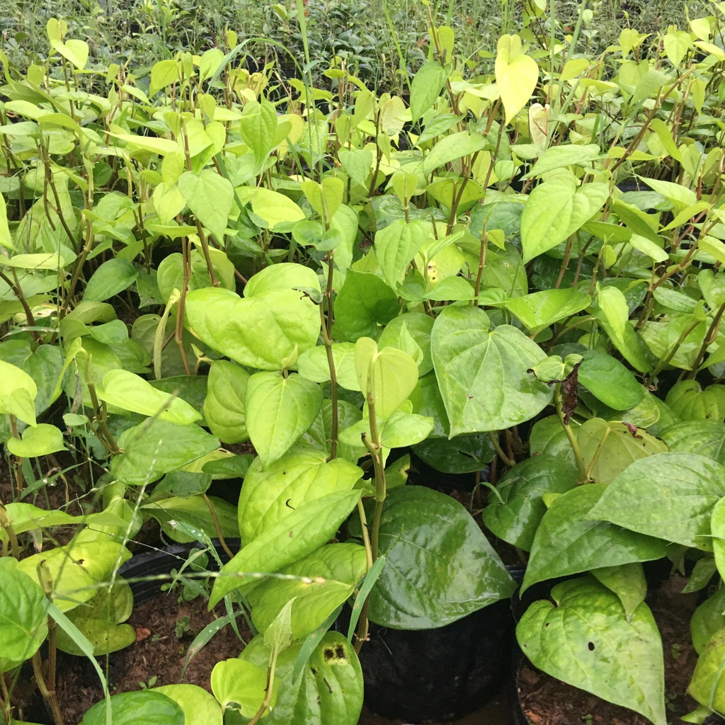 Cây trầu không, trầu quế rất thơm
