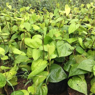 Cây trầu không, trầu quế rất thơm