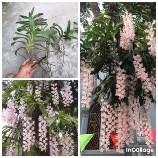 1 ngọn hoa lan rừng tam bảo sắc