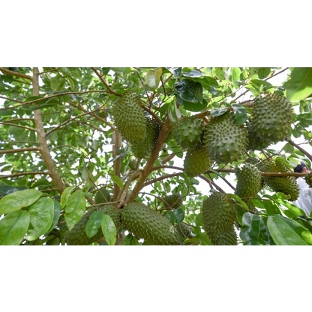 Cây giống mãng cầu xiêm cây ghép siêu sớm