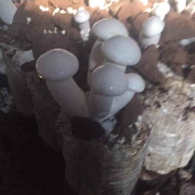 Phôi nấm hoàng đế