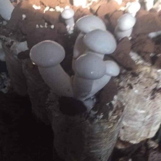 Phôi nấm hoàng đế