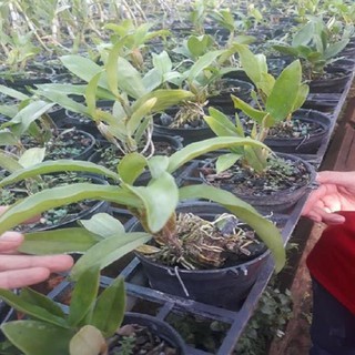 Hoa lan kiều môi tua( cây đẹp đáng sưu tầm)