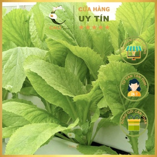 Hạt giống Cải Bẹ Xanh Mỡ 20g