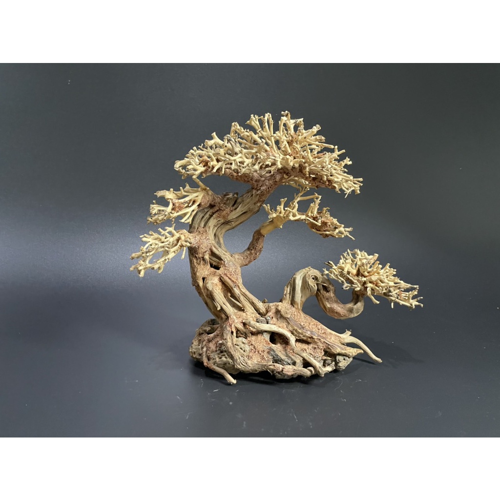 Lũa Bonsai, Lũa thủy sinh dùng trang trí hồ cá cảnh, hồ thủy sinh, văn phòng, nhà cửa