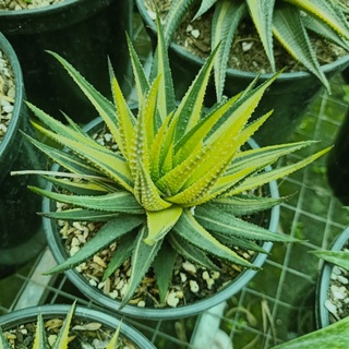 móng rồng var vàng