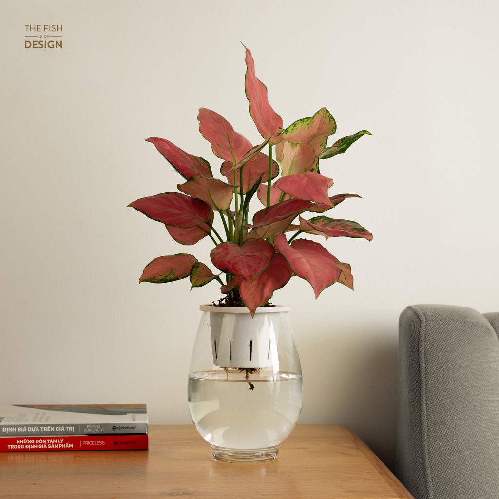 Bình cây vạn lộc hồng thủy sinh  | THE FISH SIZE L