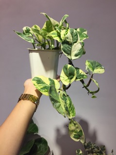 Trầu bà Sữa - Cẩm thạch