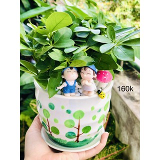 chậu tiểu cảnh ngũ gia bì xanh