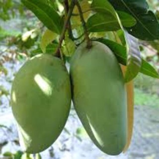 Cây giống xoài tứ quý f1 cây khoẻ đẹp cho trái quanh năm