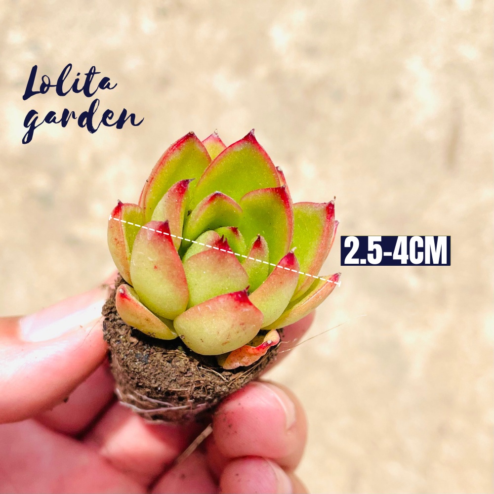 Sen đá mini Đà Lạt 25 loại khác nhau, cây cảnh trang trí nhà cửa Lolita garden, sen đá đẹp sen đá rẻ sen đá đà lạt