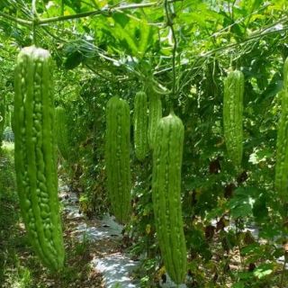 MƯỚP ĐẮNG KHỔNG LỒ THÁI LAN