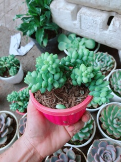 Cây Chuỗi Ngọc 50k/chậu