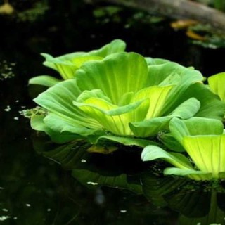 5 cây bèo cái thủy sinh