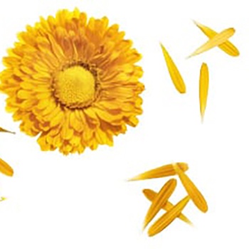 Combo 5 cánh hoa cúc khô dùng với Lá Sigil Sức Khoẻ
