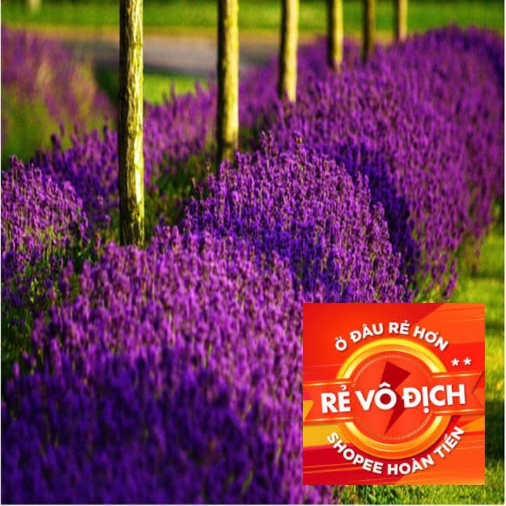 50h hạt giống hoa oải hương Lavender TRỢ GIÁ