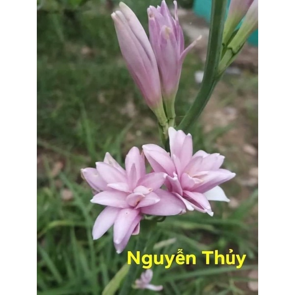 Củ Hoa Huệ Tím Kép Siêu Thơm