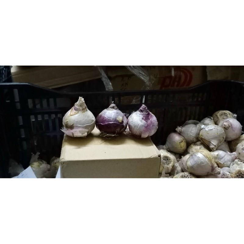 Củ giống hoa tiên ông -dạ lan hương - giống củ hoa nhập khẩu