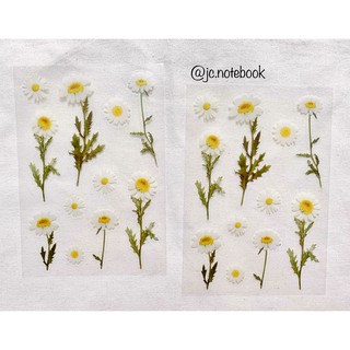 (12 MẪU) Sticker Hoa Khô - Sticker Lá Khô Mini