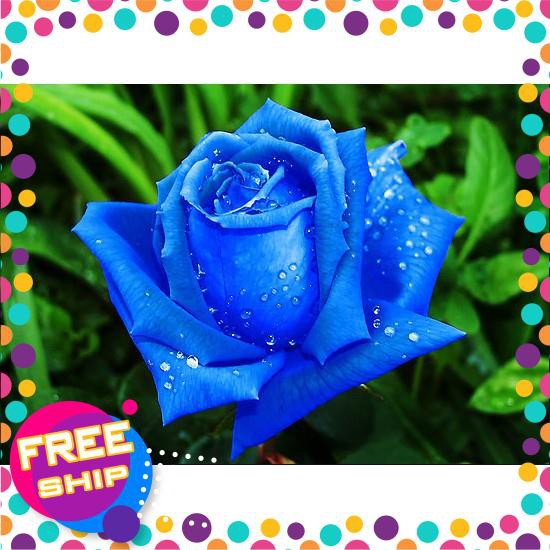 10 Hạt giống Hoa hồng xanh (tặng gói Kích nẩy mầm và Hướng dẫn) TRỢ GIÁ KHUẾN MẠI TẾT