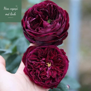 Hoa hồng ngoại The Prince Rose hoàng tử bóng đêm siêu thơm-HoaNgoaiMeLinh