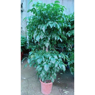 Cây hạnh phúc 2 tầng lớn
