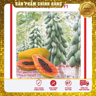 Hạt giống Đu Đủ Lùn 5 Hạt [Bán Sỉ]