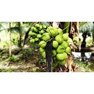 Cây giống Dừa Sáp Mỹ Nương -( Dừa Sáp Cầu Kè chuẩn giống)