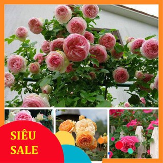 20 Hạt giống Hồng leo Pháp mix (tặng gói kích nẩy mầm và hướng dẫn) VIETPHAT