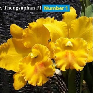 Lan cattleya trưởng thành chọn màu được