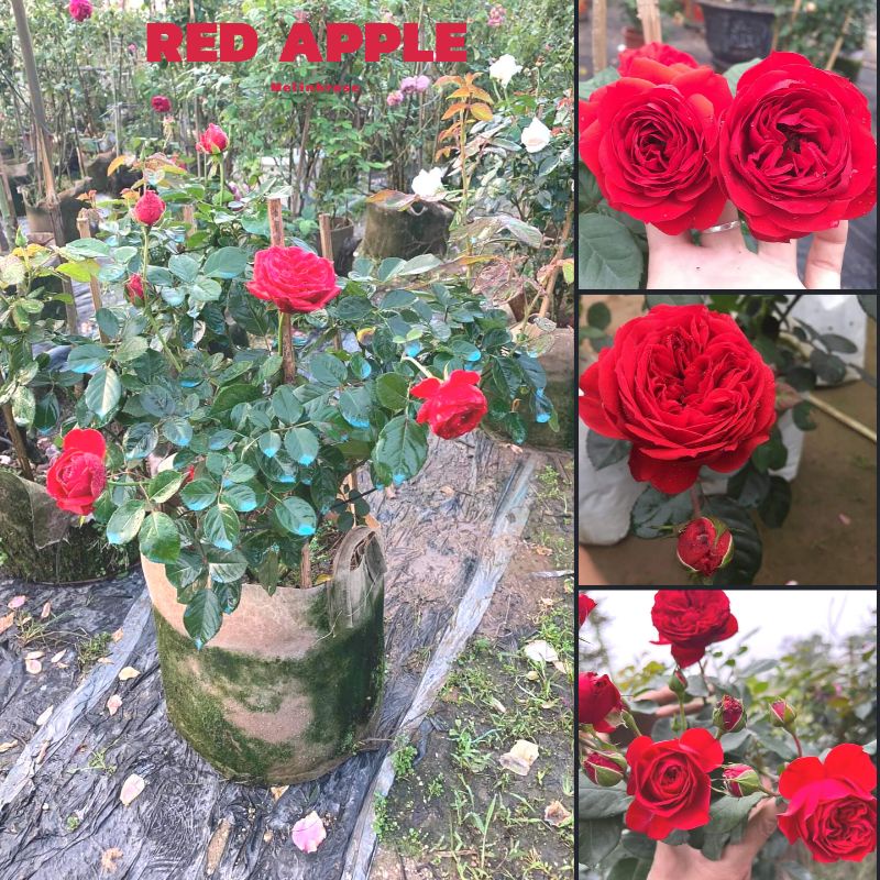 Hoa hồng ngoại Red Apple rose – Sắc đỏ nguyên bản đẹp hoàn mĩ- Vườn Hoa Melinhrose