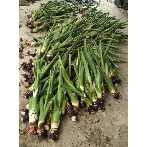 Ráy voi xanh mua 2 tặng 1