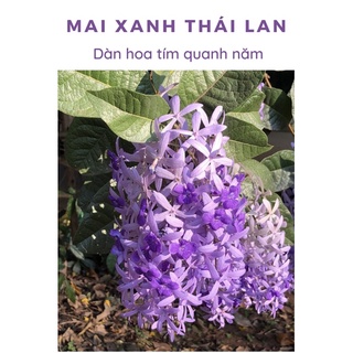 Mai xanh thái lan