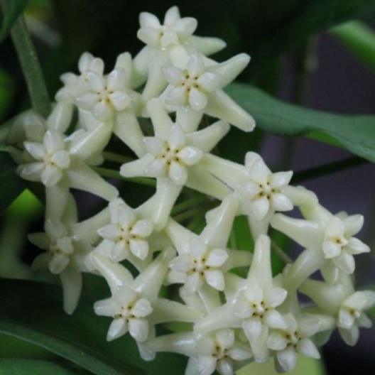 Cẩm cù Hoya Cagayanensis hoa thơm