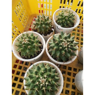 Xương rồng sầu riêng