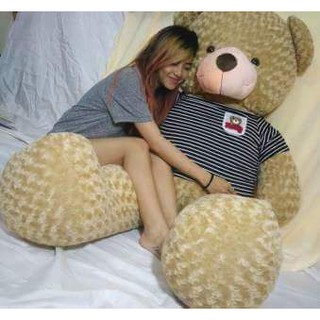 Gấu vàng lông gà con 2m3
