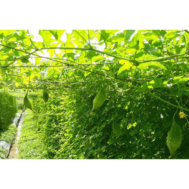 Hạt giống khổ qua rừng, khổ qua tí hon, khổ qua leo giàn