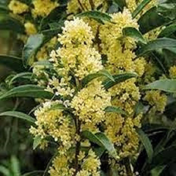 Cây hoa mộc hương ta hoa vàng cao trên 1,5m