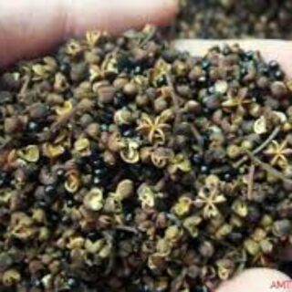 Hạt mắc kén (100g)