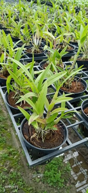 Hoa lan denro yaya mặt cười