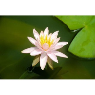Gói 5 hạt giống hoa súng mini nhiều màu UY TÍN, GIÁ RẺ, CHẤT LƯỢNG BÀ CON AN TÂM ƯƠM MẦM