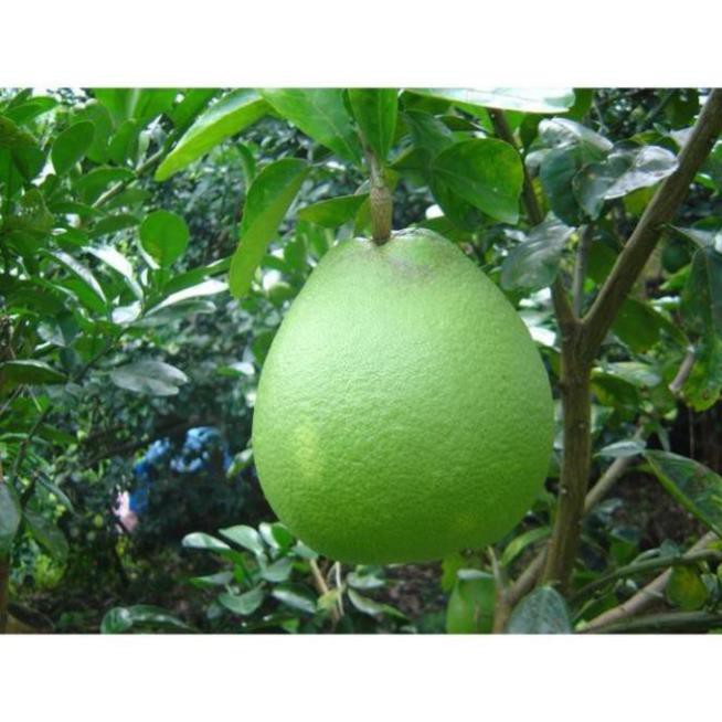 CÂY GIỐNG BƯỞI DA XANH