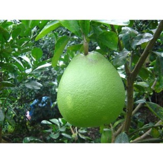 CÂY GIỐNG BƯỞI DA XANH