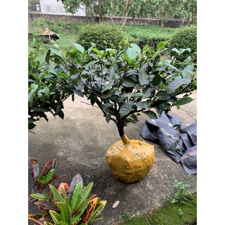 Cây chè cảnh + ( Uống nước )