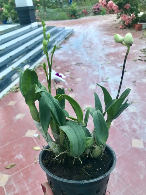 Hoa Lan dendro mini yaya - nhiều mặt hoa